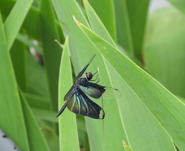 f0378979_19093542.jpg