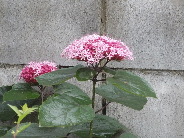 e0025300_14141850.jpg
