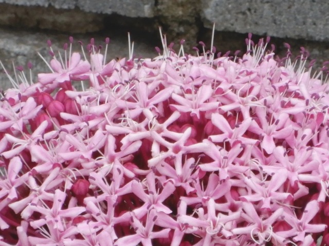 e0025300_14185369.jpg