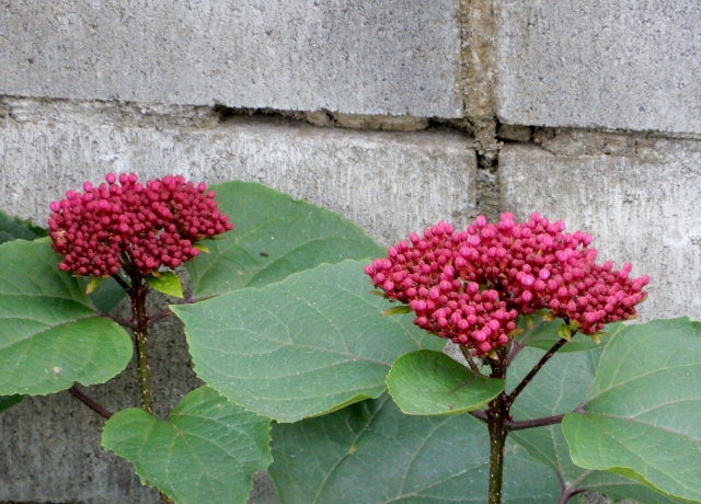 e0025300_20595096.jpg
