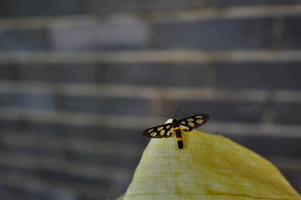 f0365212_21570988.jpg