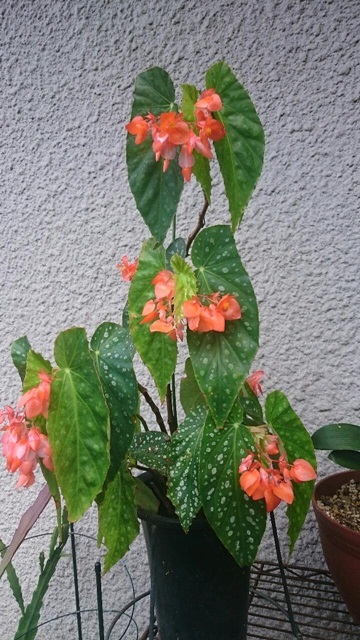 e0350415_23291298.jpg