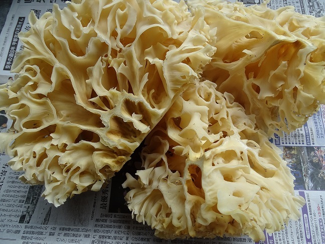 f0360815_16341393.jpg