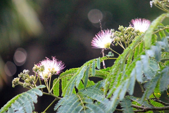 a0248459_15205128.jpg