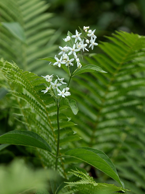 c0305565_17534740.jpg