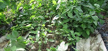 f0003283_17454182.jpg