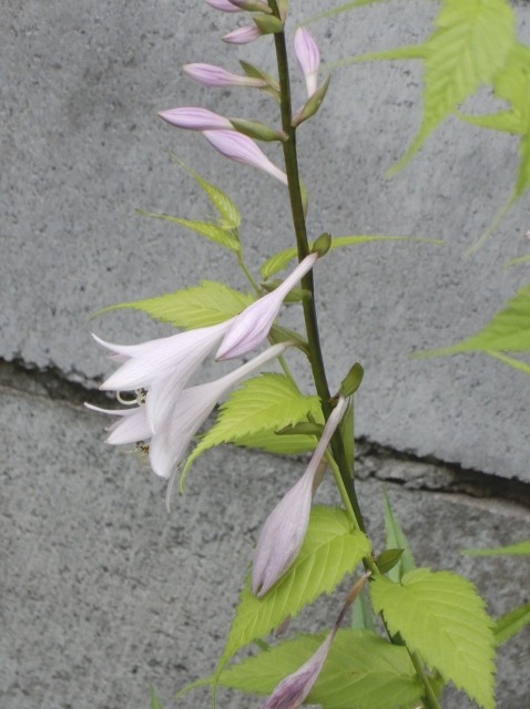 e0025300_214288.jpg