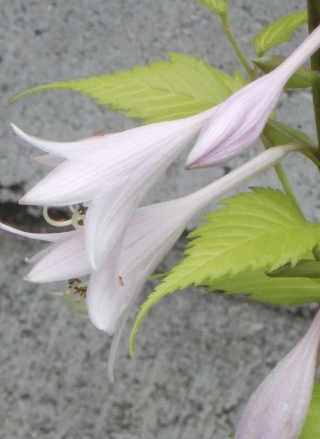 e0025300_215374.jpg