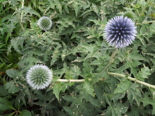e0016828_09325185.jpg