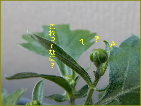 e0033229_18155864.jpg