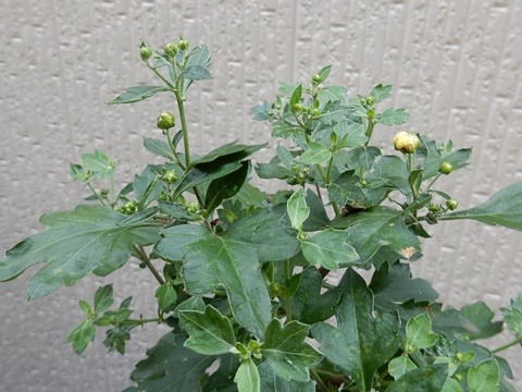 e0033229_18273916.jpg
