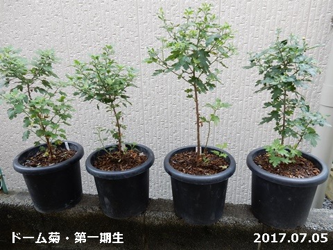 e0033229_18337100.jpg