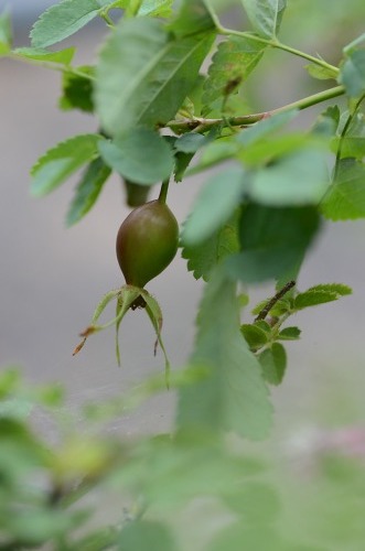 c0186463_00143115.jpg