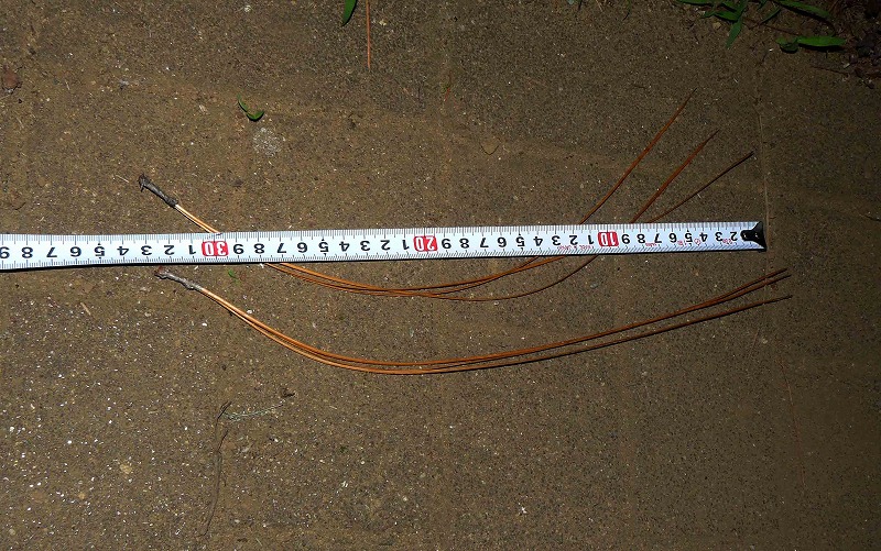 d0019074_723395.jpg