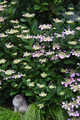 c0337494_17420752.jpg