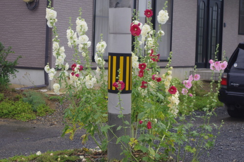 c0337494_17470706.jpg