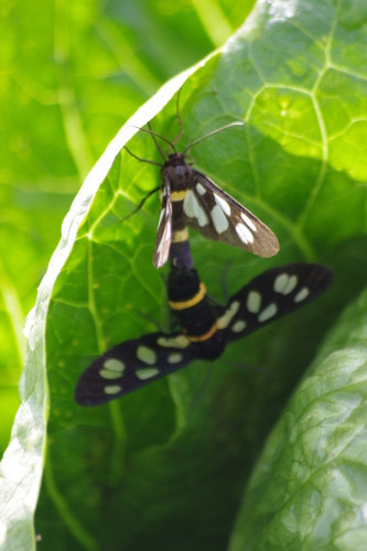 c0337494_17495039.jpg