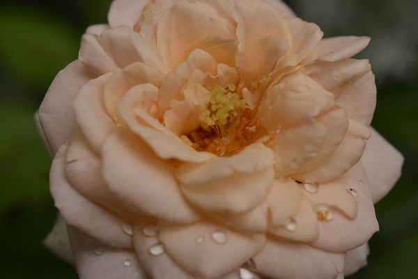 a0240403_10434372.jpg