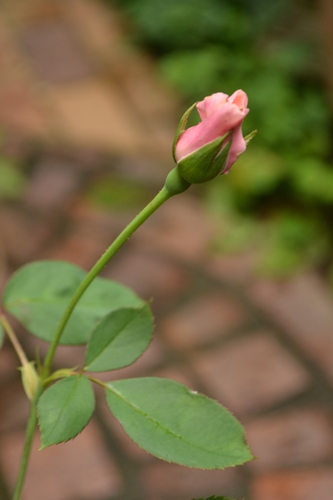 a0240403_10544534.jpg