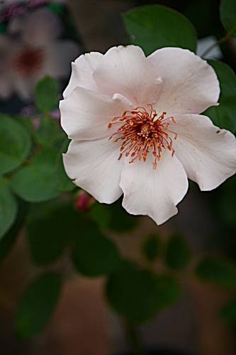a0240403_10564832.jpg