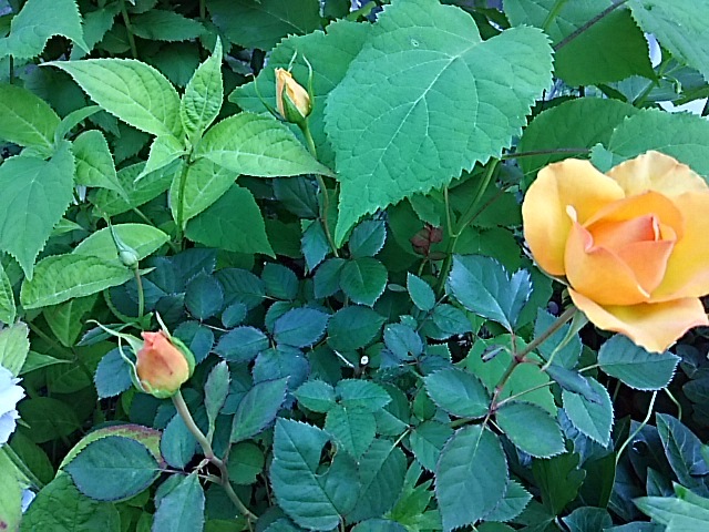 f0316507_07544789.jpg