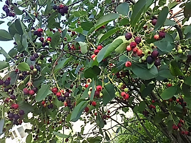 f0316507_07545890.jpg