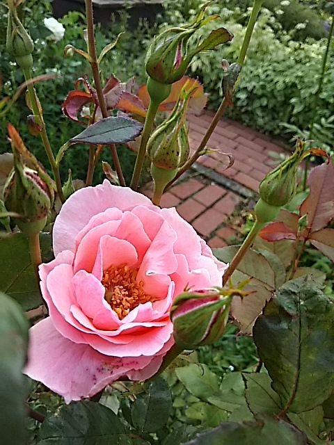 f0316507_07554573.jpg