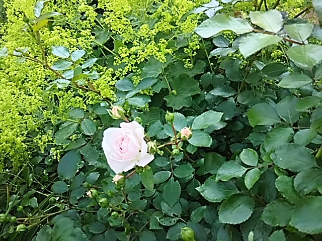 f0316507_07560129.jpg