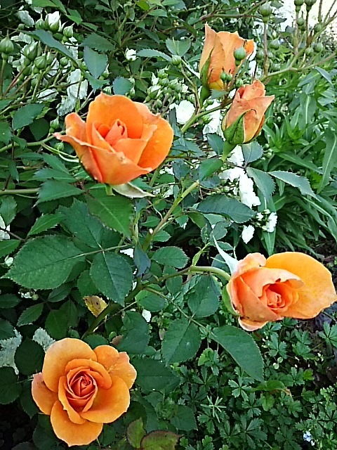 f0316507_07562269.jpg