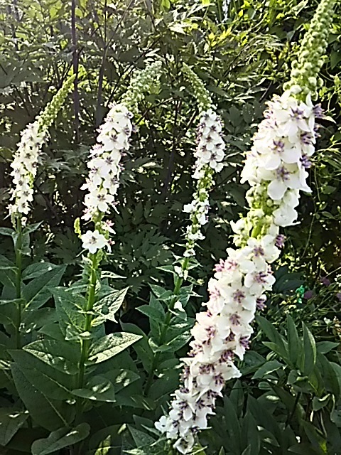 f0316507_07575222.jpg