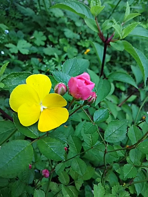 f0316507_12435464.jpg