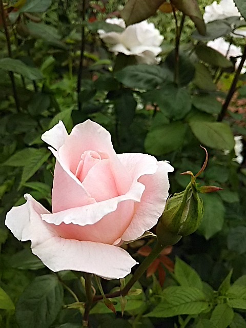 f0316507_12441598.jpg