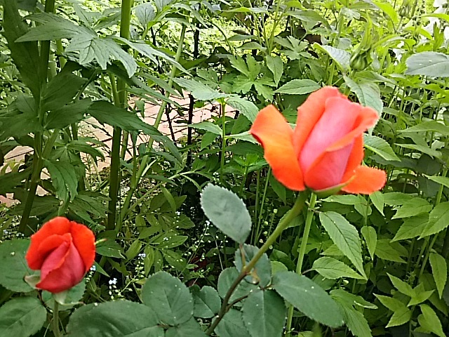 f0316507_12443541.jpg