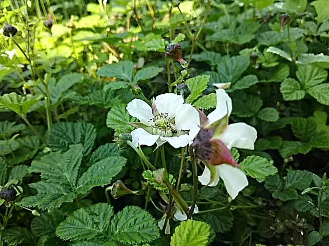 f0316507_20435581.jpg