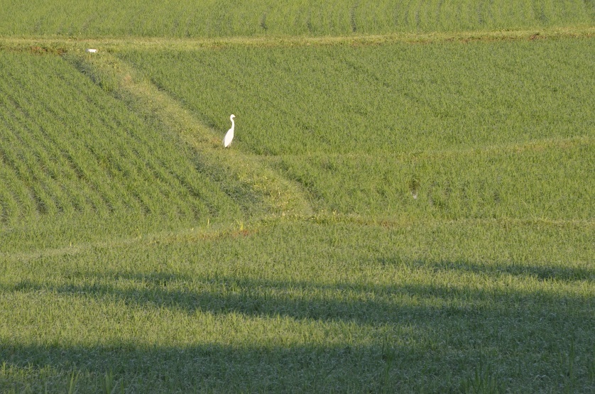 e0349817_12284319.jpg