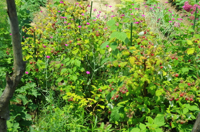 c0172234_23112009.jpg