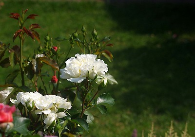 d0244364_9472446.jpg