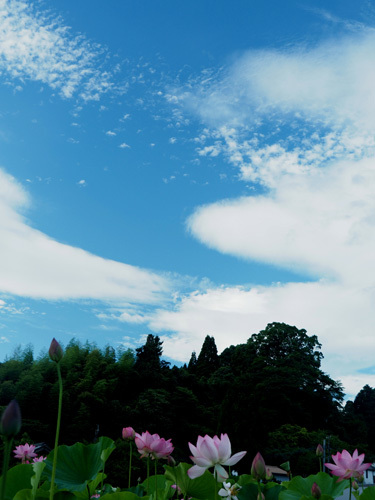 d0126569_11261489.jpg