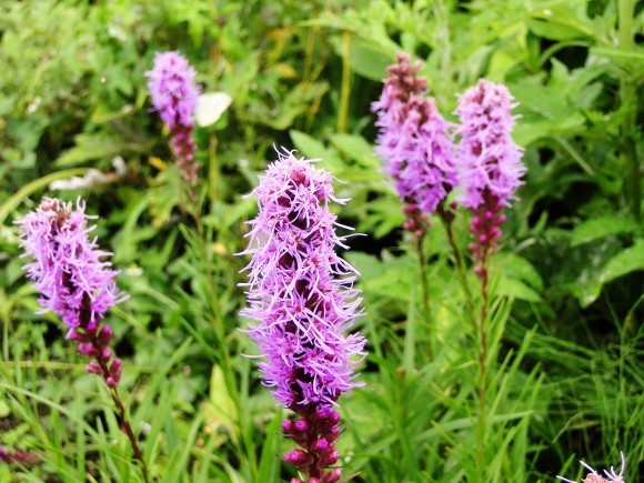 c0248473_17414170.jpg