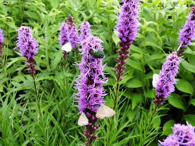 c0248473_17415251.jpg