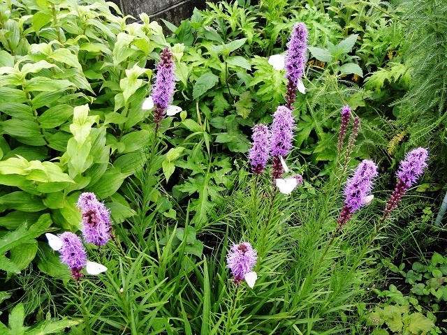 c0248473_17420199.jpg