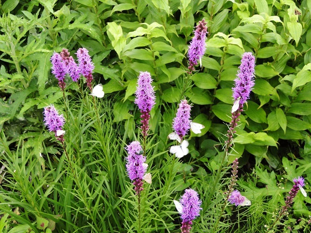 c0248473_17421009.jpg