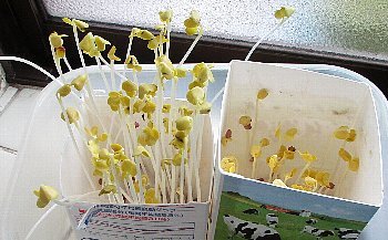 f0003283_21211733.jpg