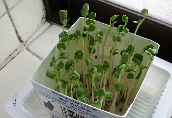 f0003283_21230226.jpg