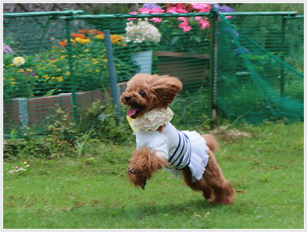 b0175688_23555809.gif