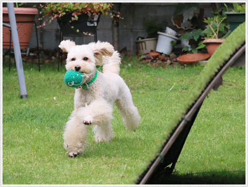 b0175688_23560317.gif