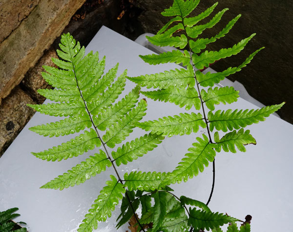 b0367508_11114775.jpg