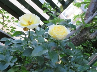f0325309_19301751.jpg