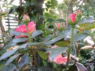 f0325309_19315340.jpg