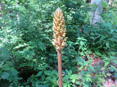 e0001110_16130957.jpg